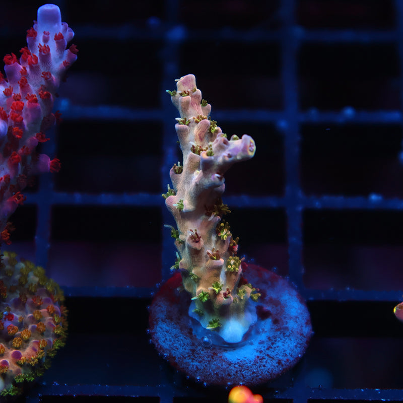 TCK Grafted Kaleidoscope