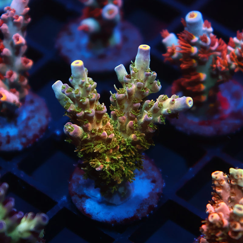 TCK Grafted Kaleidoscope