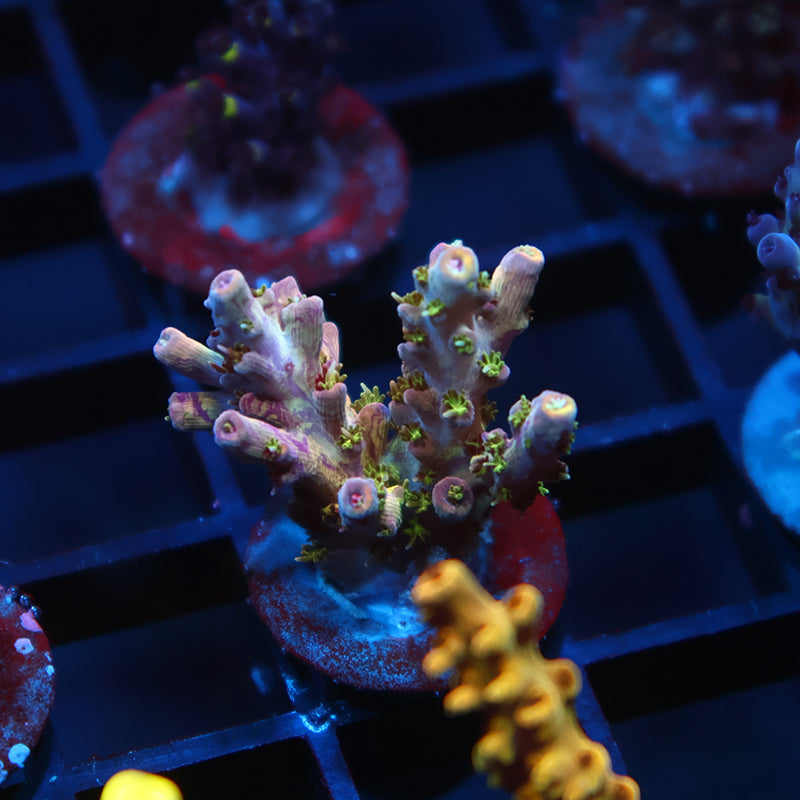 TCK Grafted Kaleidoscope