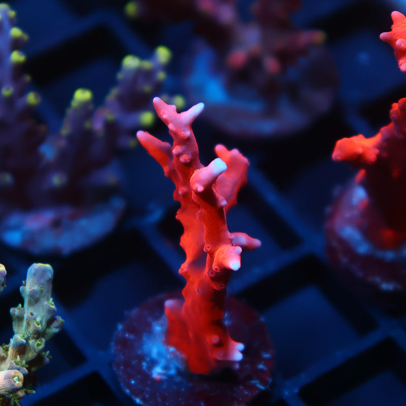 JF TNT Anacropora