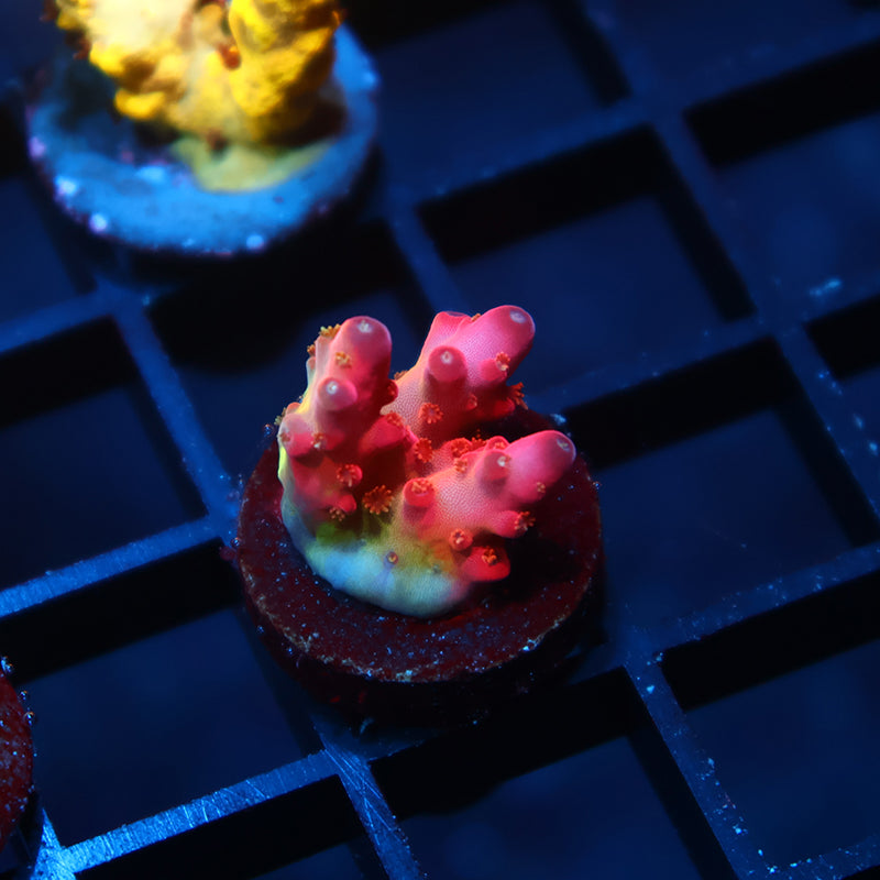 TCK Fire Blossom