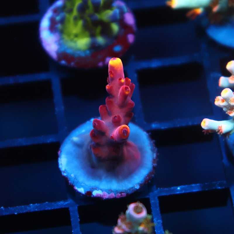 STOCK - JF Fox Flame