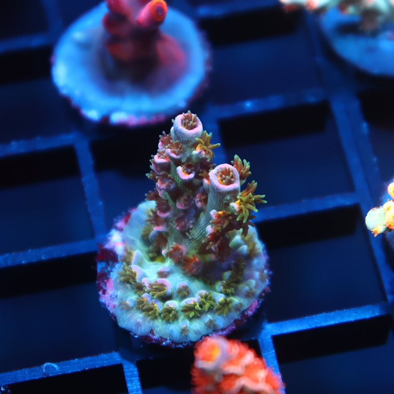 TCK Devastator Malaysia Tenuis