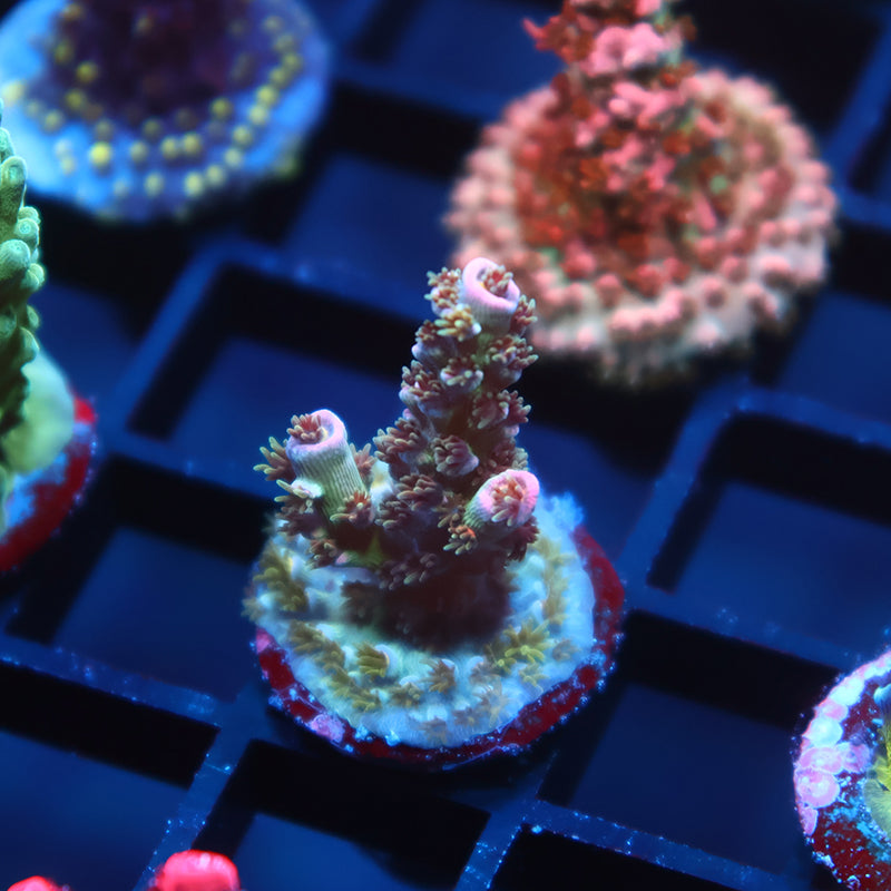 TCK Devastator Malaysia Tenuis