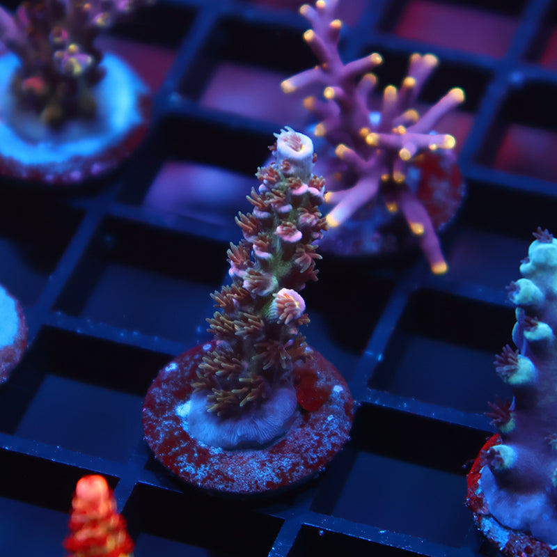 TCK Devastator Malaysia Tenuis