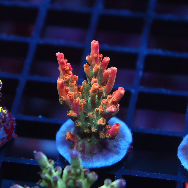 TCK Rainbow Fusion Stag