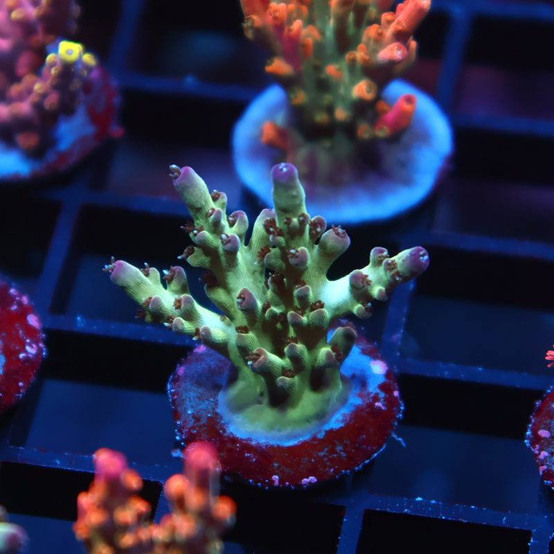 TCK Purple Tip Singapore Acro