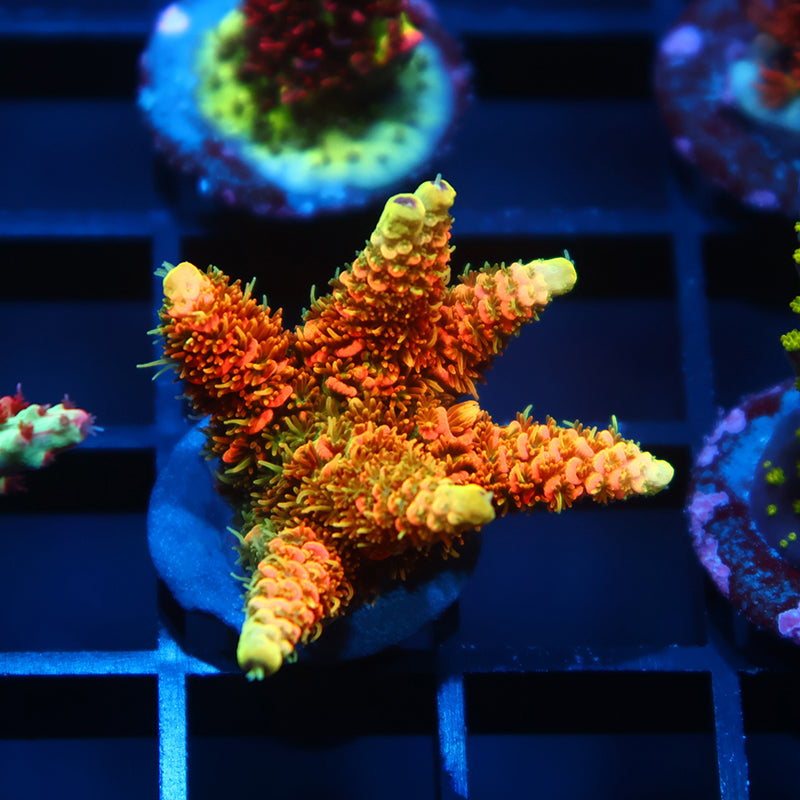 JF Solar Flare Milli