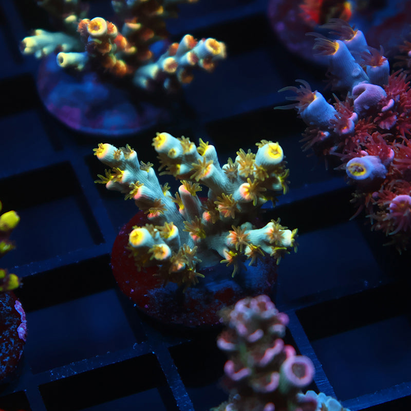 TCK Unicorn Rainbows Speciosa