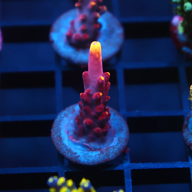 JF Fox Flame