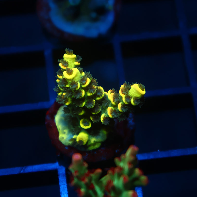 TCK Solar Beam