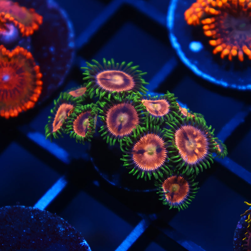 Laser lemons