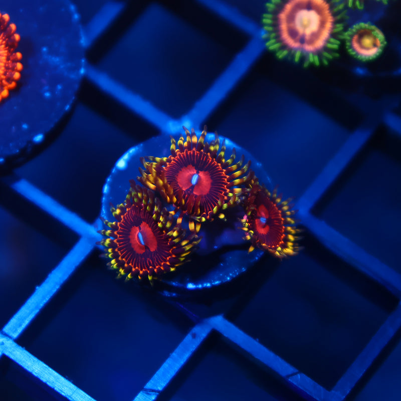 Aphrodite Zoas