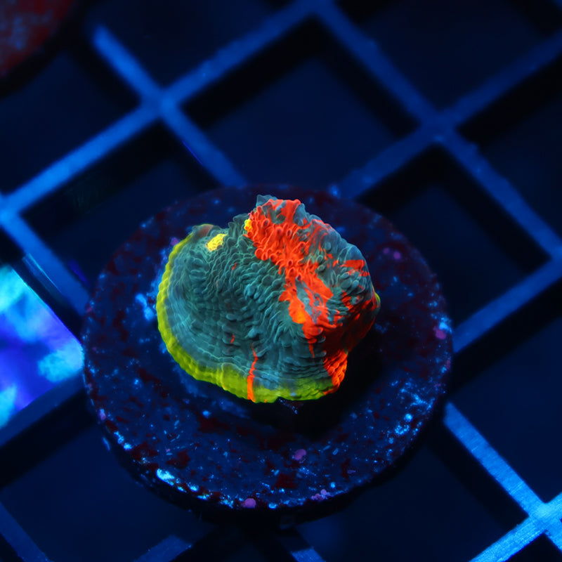 TCK Rainbow Flamethrower Chalice