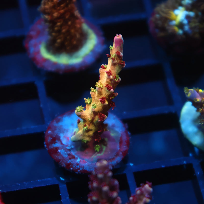 TCK Grafted Kaleidoscope