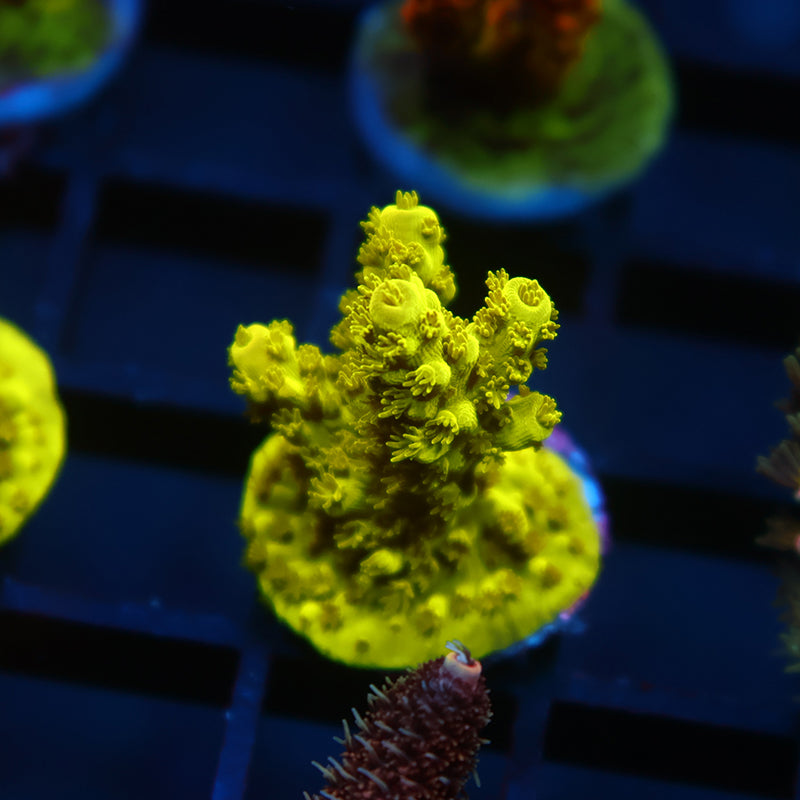 Bennet's Yellow Tort