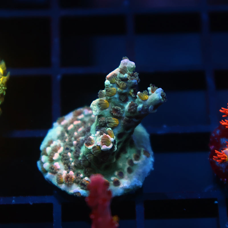 TCK Lemonfire Tenuis