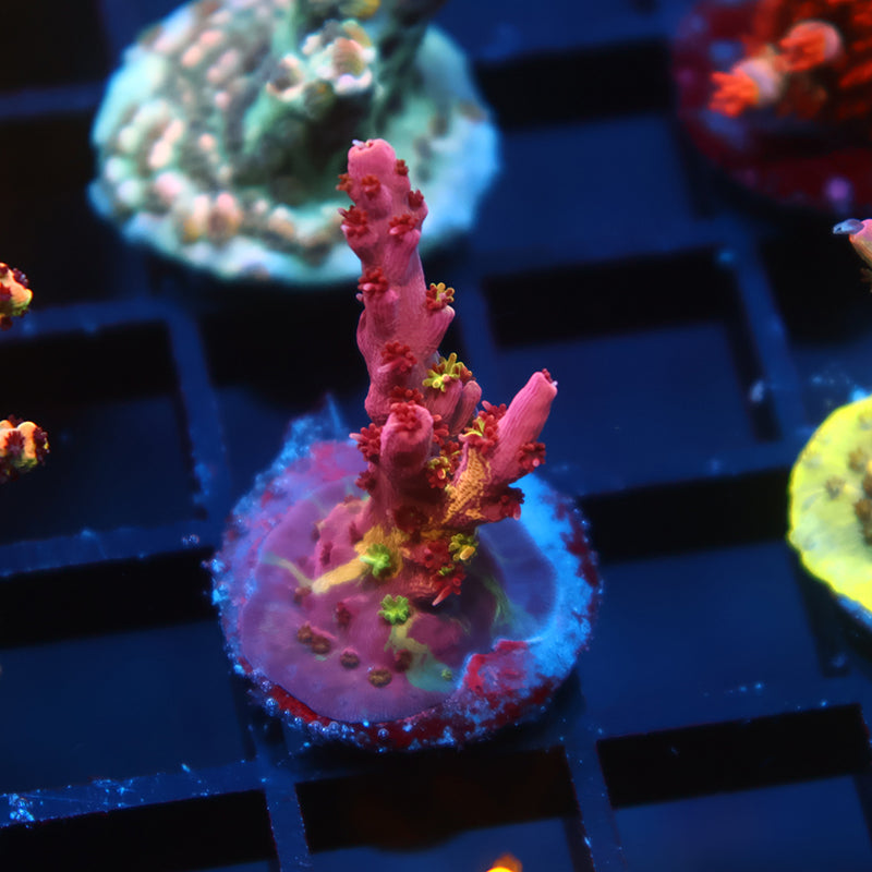 TCK Grafted Kaleidoscope