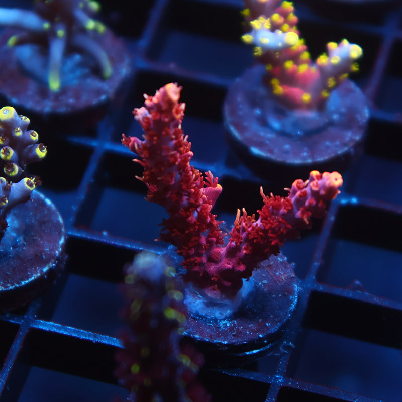 TCK Burning Bush Acro