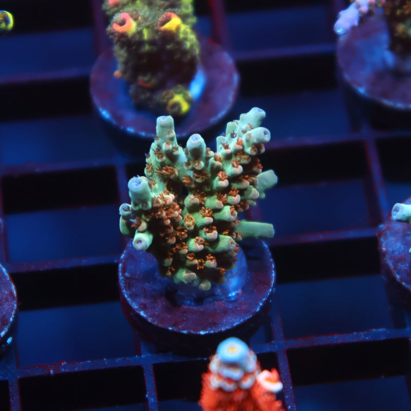 TCK Pink Polyp Shortcake