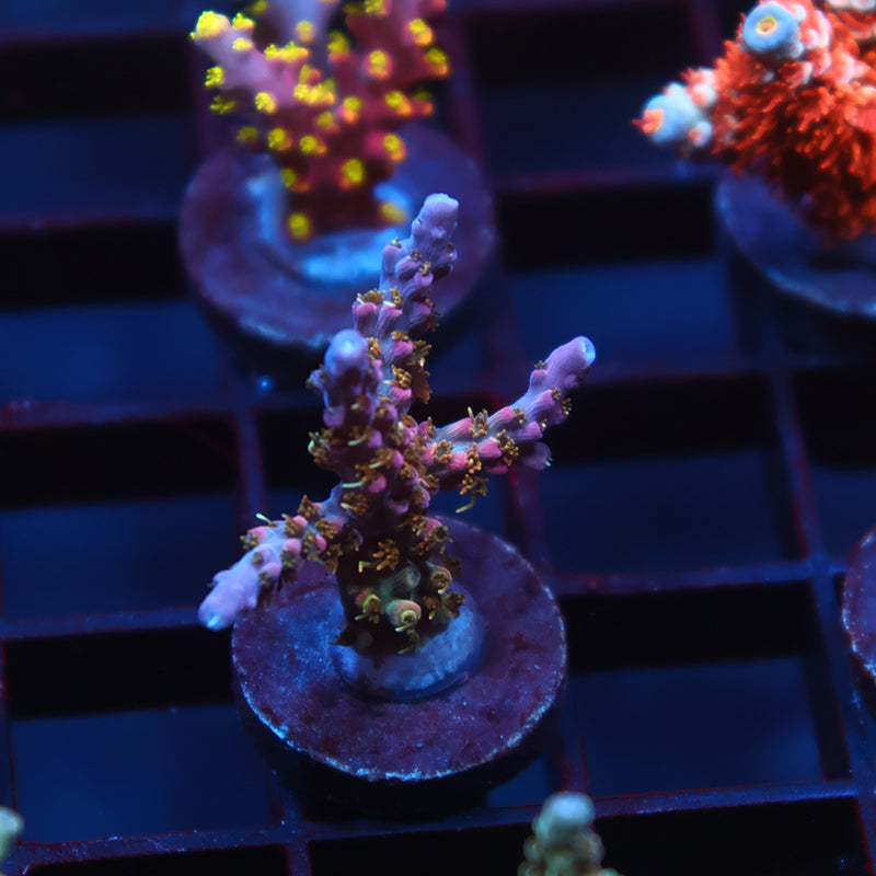 TCK Pink Bear Acro – TCKCorals