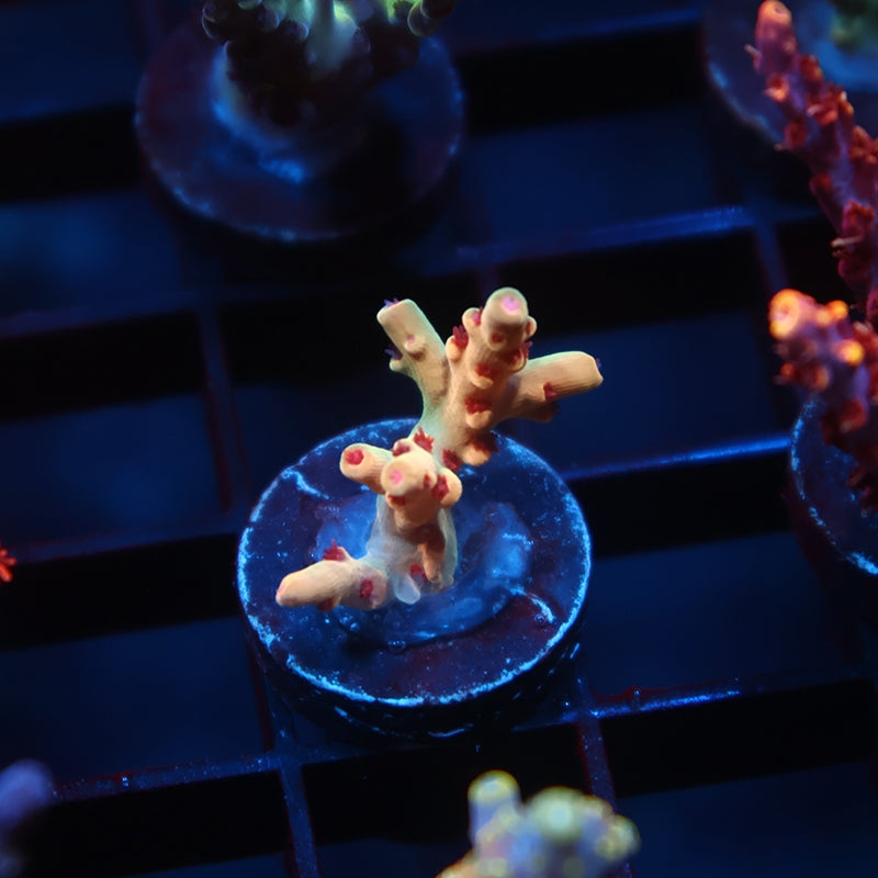 BK Chem Creme de la Creme