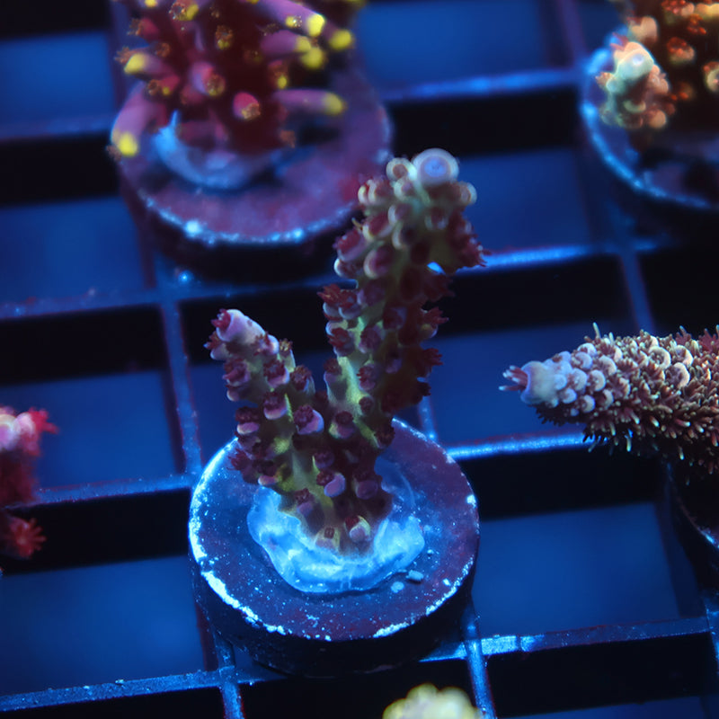 TCK Blueberry Nasuta