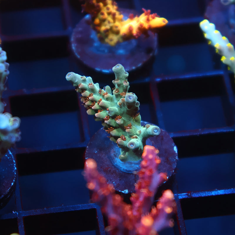 TCK Pink Polyp Shortcake