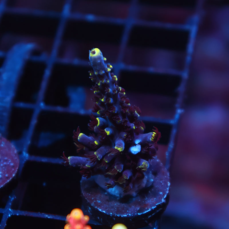 TCK Ultimate Exquisita Stag