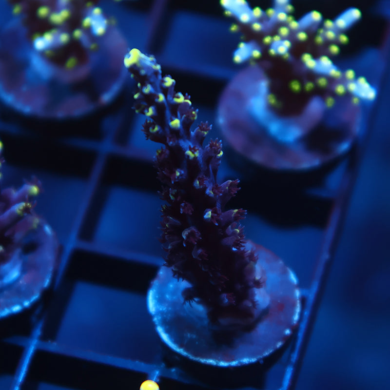 TCK Ultimate Exquisita Stag