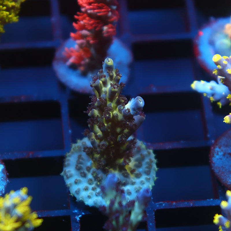 ACRO ギャンゴ ARC Fireworks Acro #2 (Semi - Chunky) – Golden State Corals