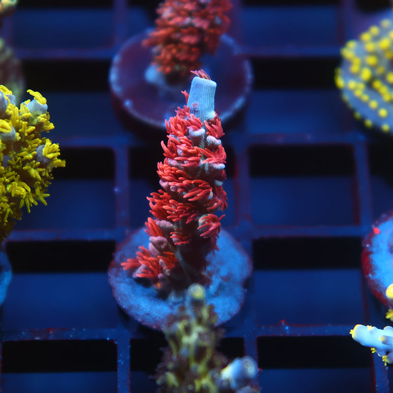 TCK Gamechanger Tenuis