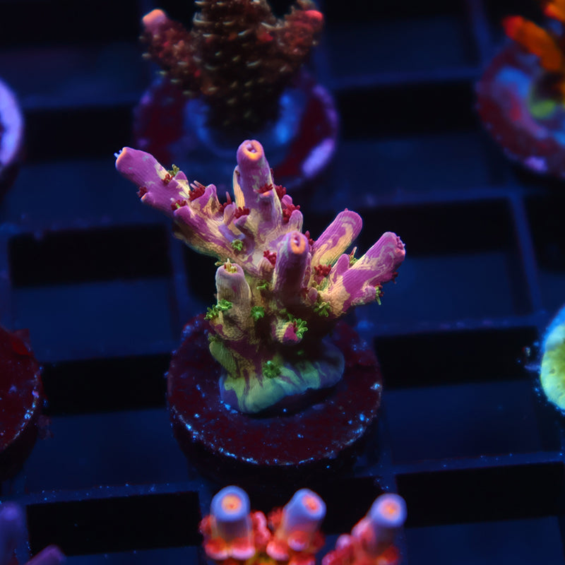 Insane TCK Kaleidoscope