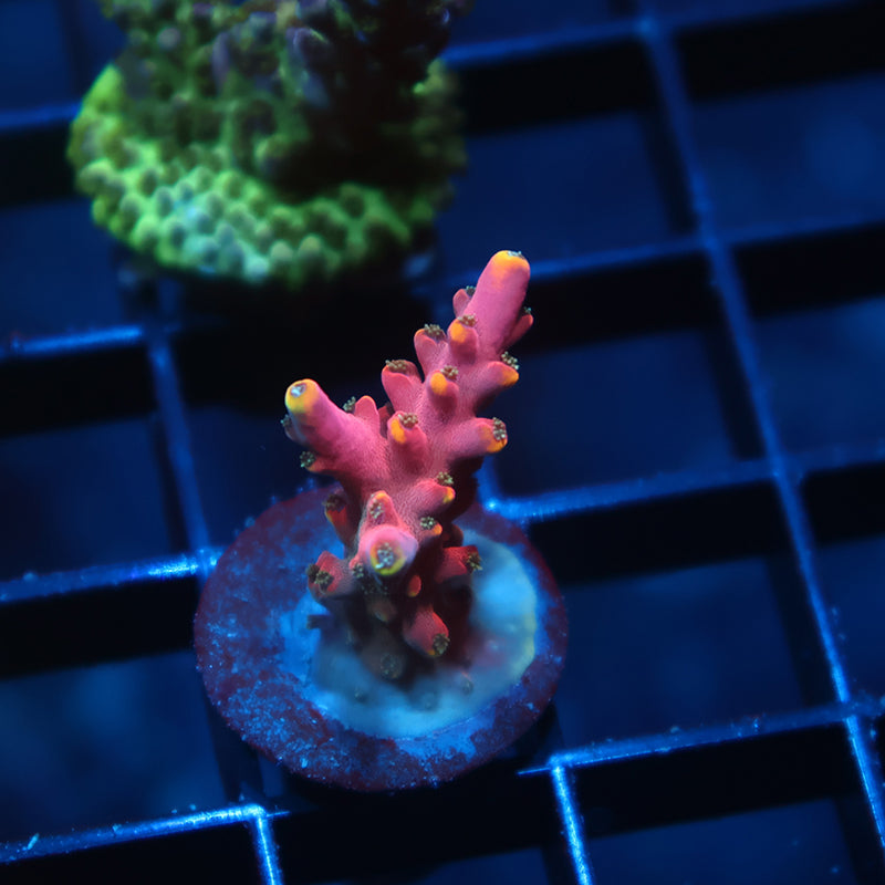TCK Glowforge Acro