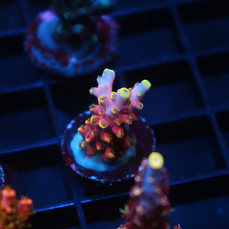 TCK Glowforge Acro
