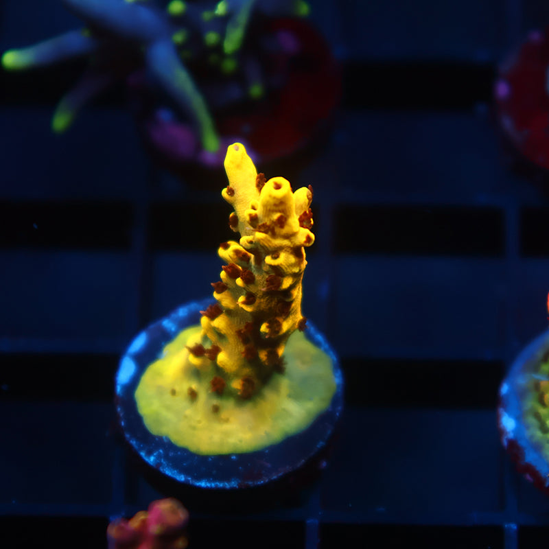 TCK Pikachu