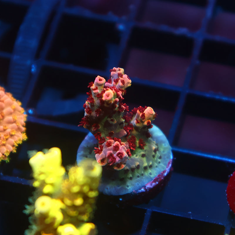 TCK Blastwave Acro