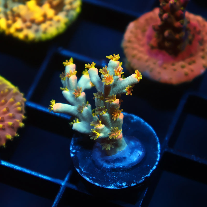 TCK Rainbow Unicorn Speciosa