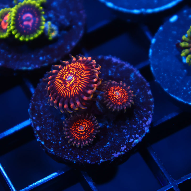 ARC Nightcrawlers