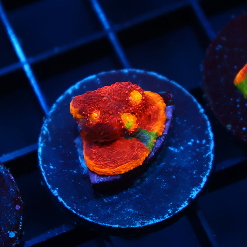 TCK Ultimate Rainbow Chalice