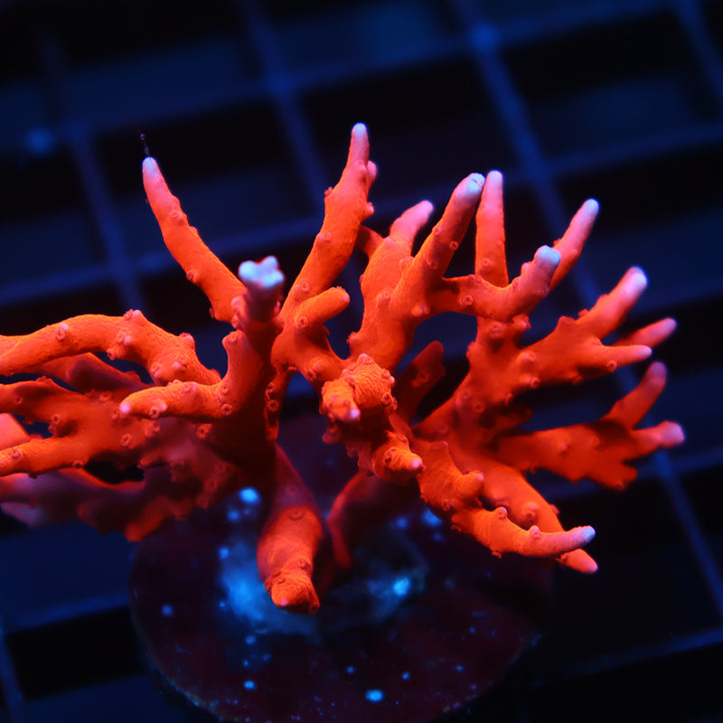 Lg JF TNT Anacropora