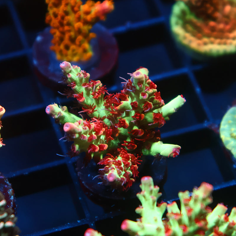 WWC Striptease