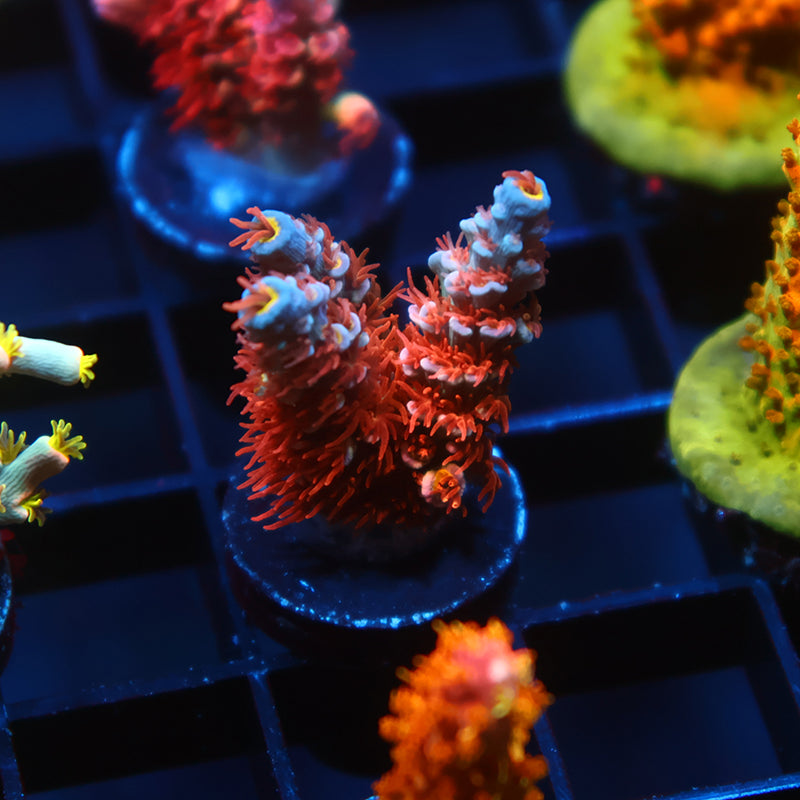 STOCK - TCK Wildcard Tenuis