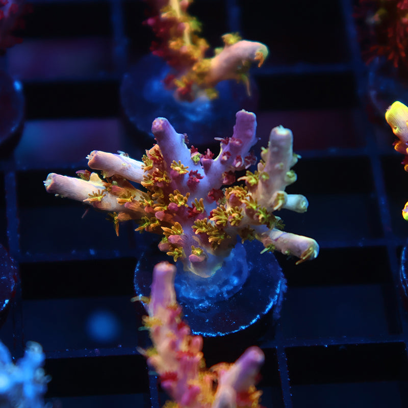 TCK Kaleidoscope