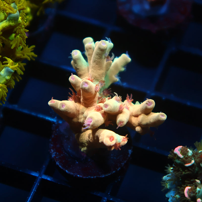 TCK Afterglow Deepwater