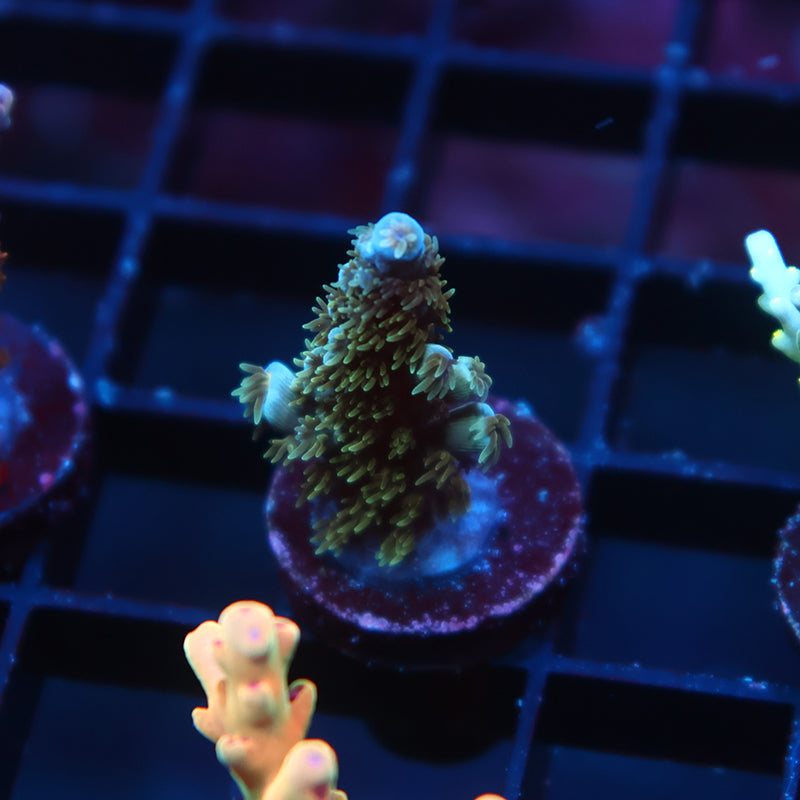 TCK Blue Avalanche Tenuis