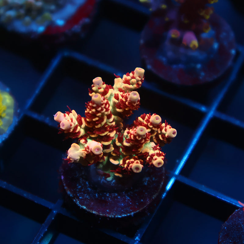 TCK Dragonrider Selago