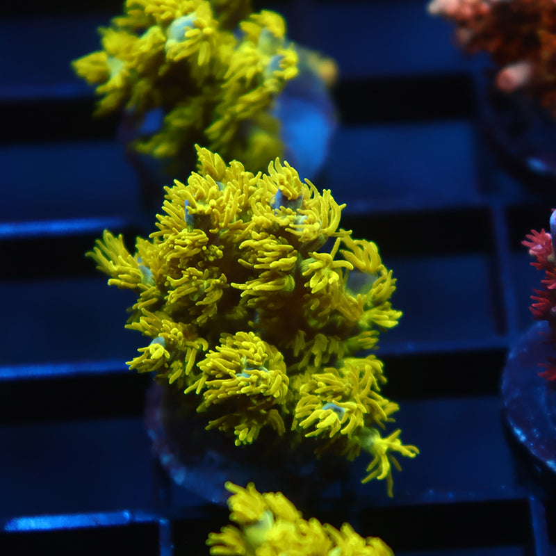 RRC Marvin the Martian