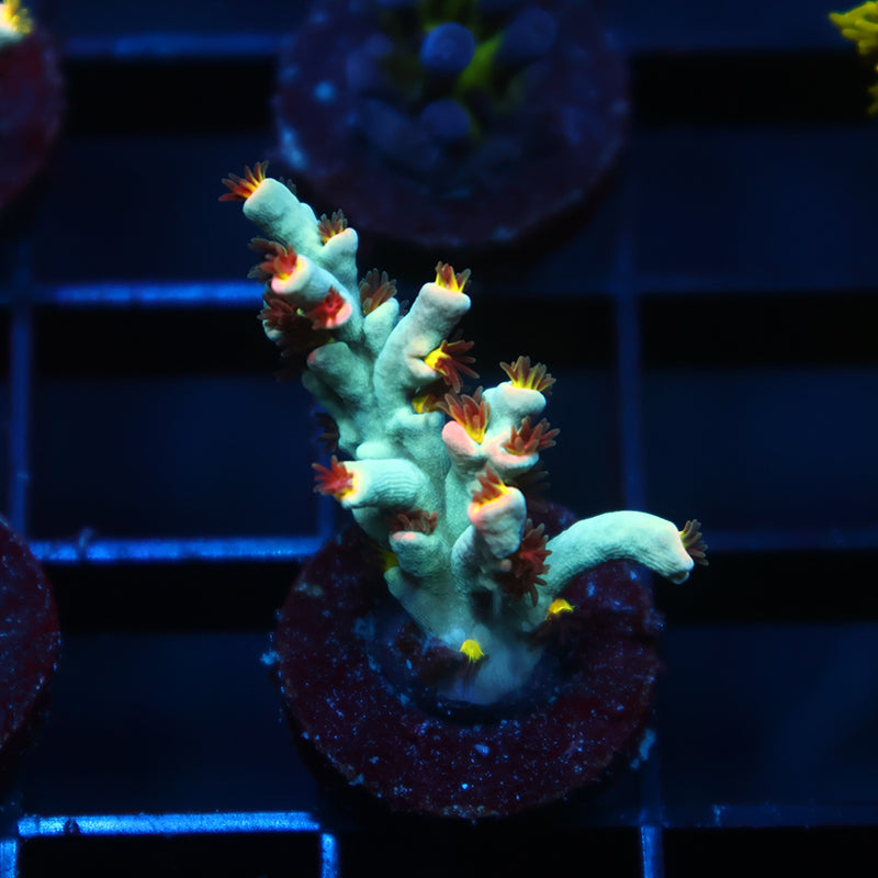 TCK Sour Skittles Speciosa