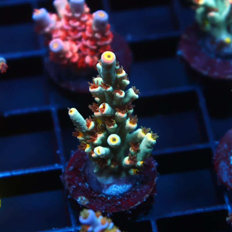 TCK Sour Skittles Speciosa